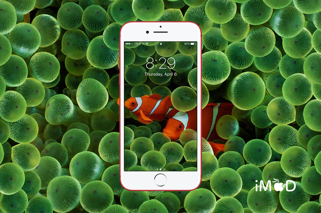 Live фото на айфон обои แ จ ก ภ า พ พ น ห ล ง Clown fish จ า ก Original iPhone ท ม ค น ถ า ม ห า ม