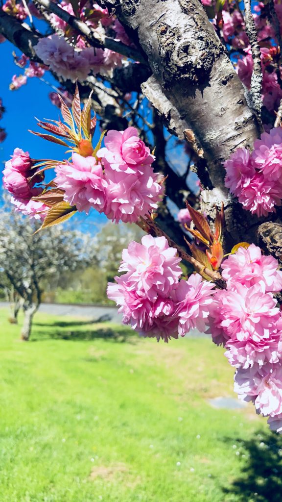 Shot On Iphone 8 Plus 6