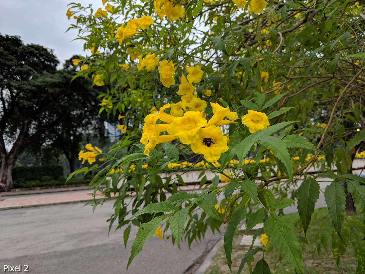 Photos Taken With Pixel 2 (16)