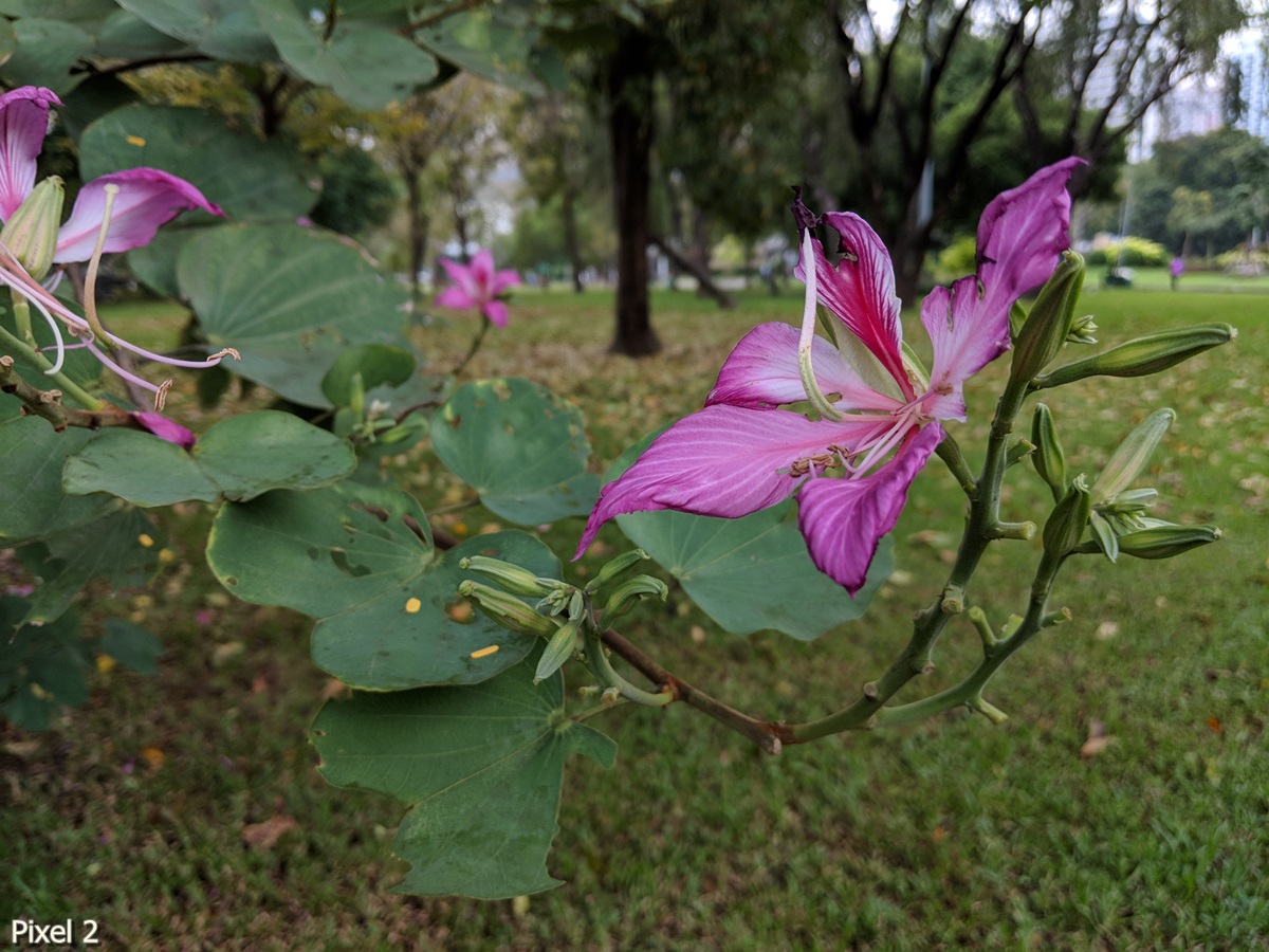 Photos Taken With Pixel 2 (17)