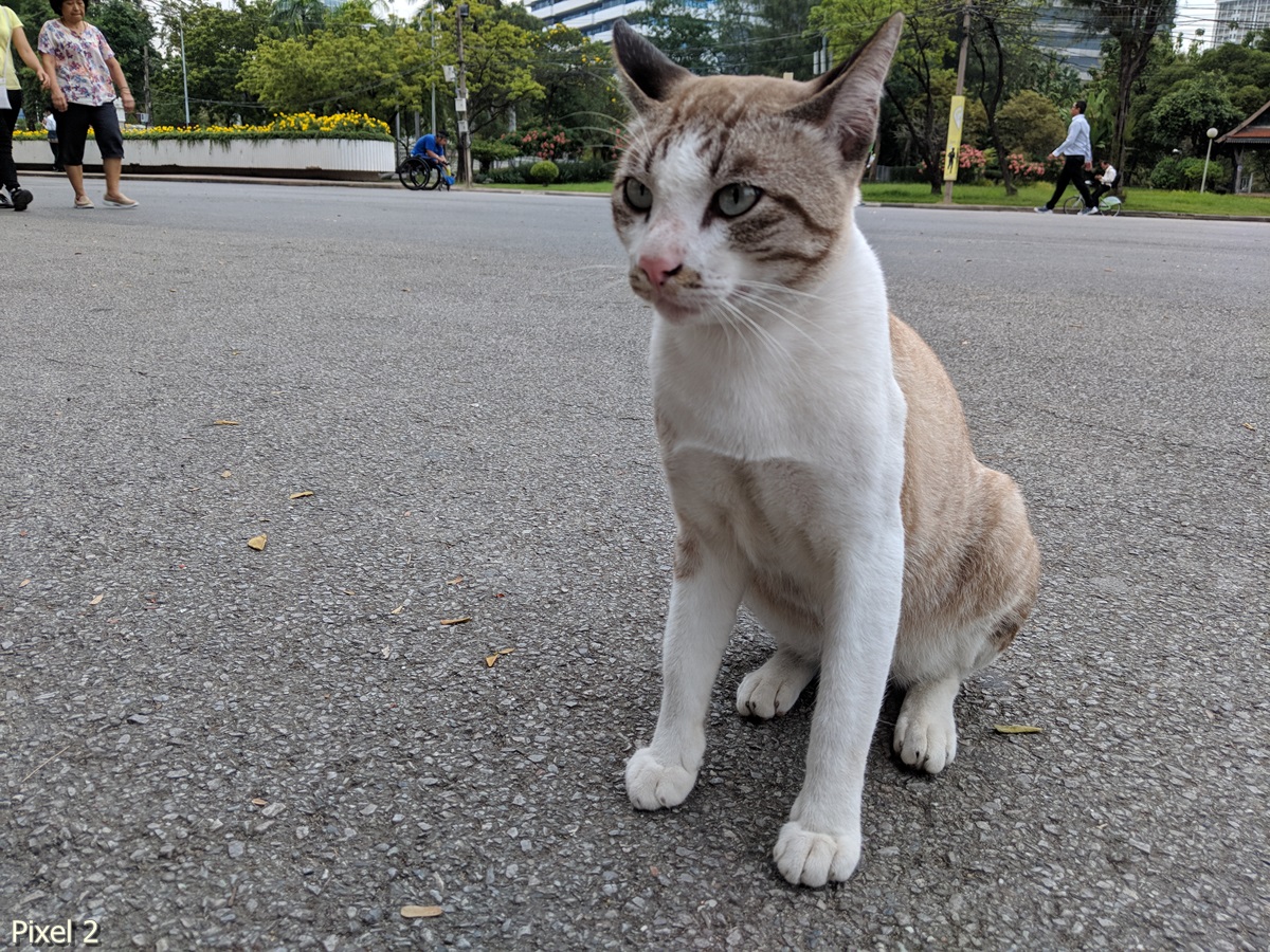 Photos Taken With Pixel 2 (18)