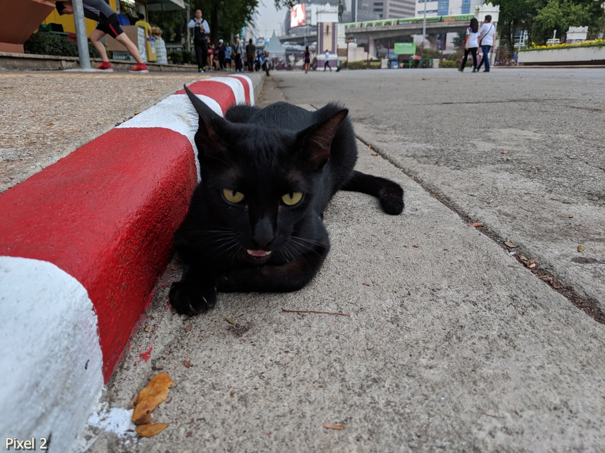 Photos Taken With Pixel 2 (19)
