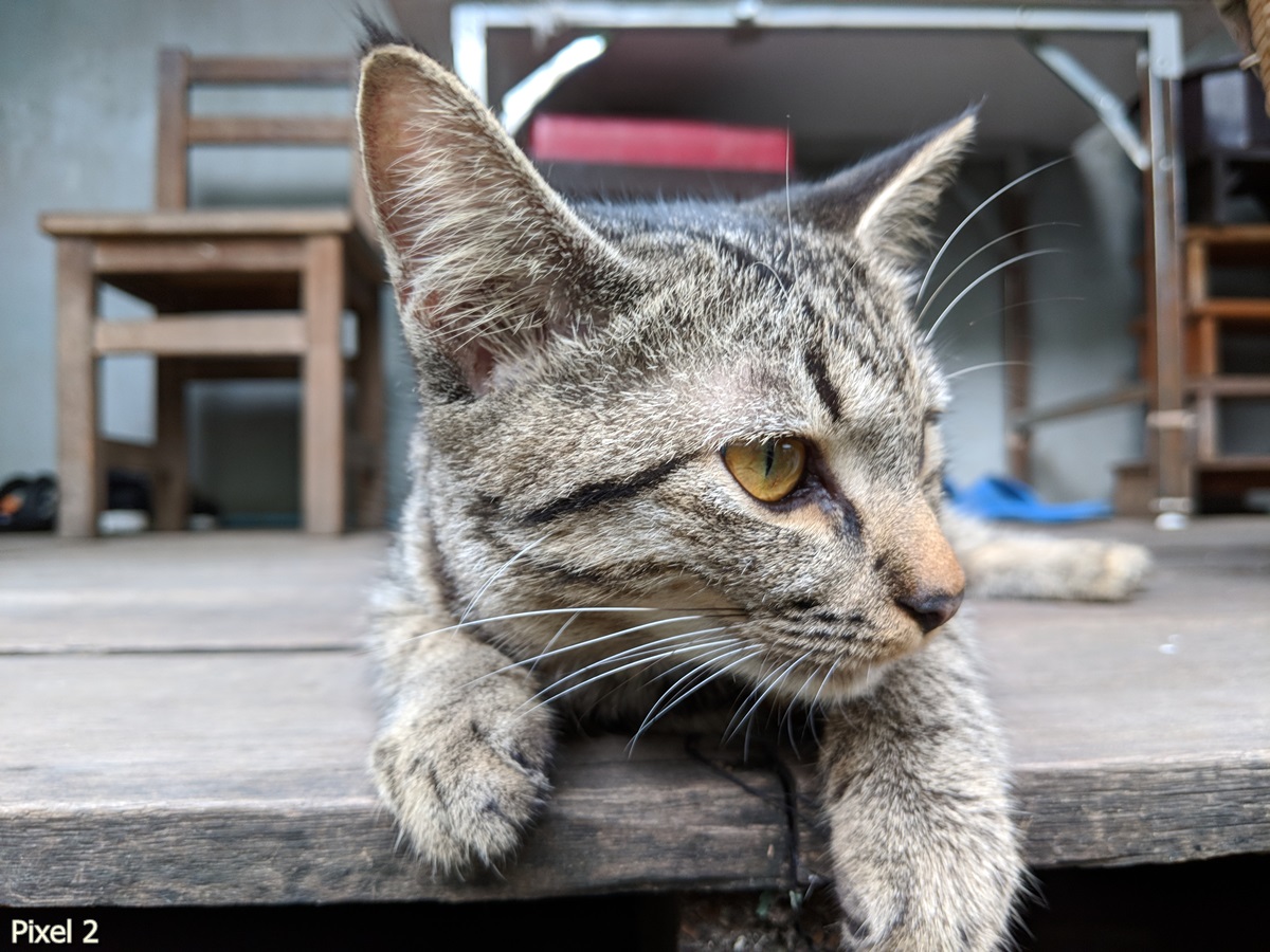Photos Taken With Pixel 2 (31)
