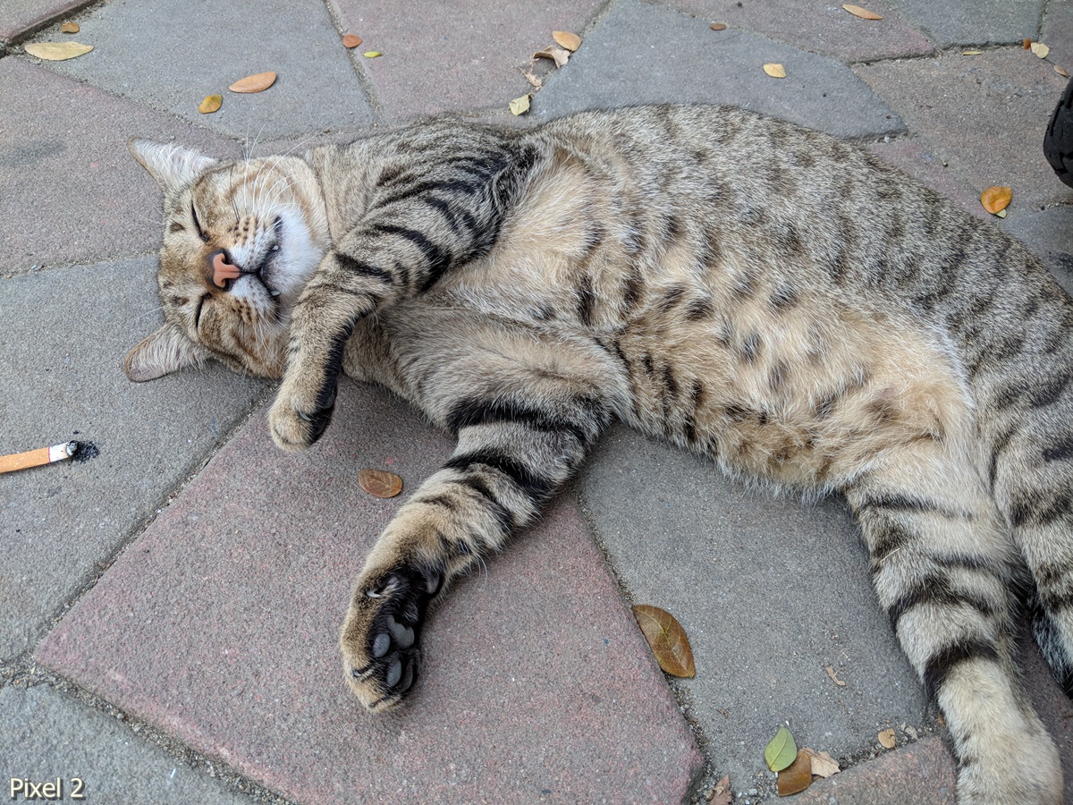 Photos Taken With Pixel 2 (6)