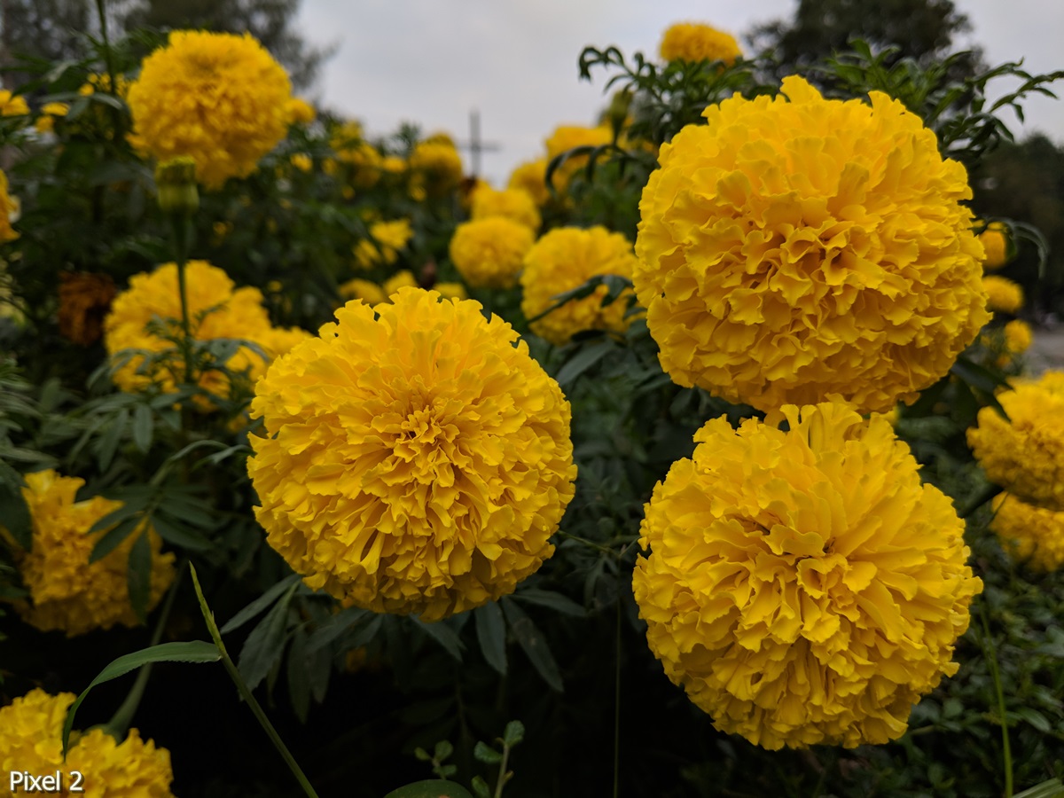 Photos Taken With Pixel 2 (7)