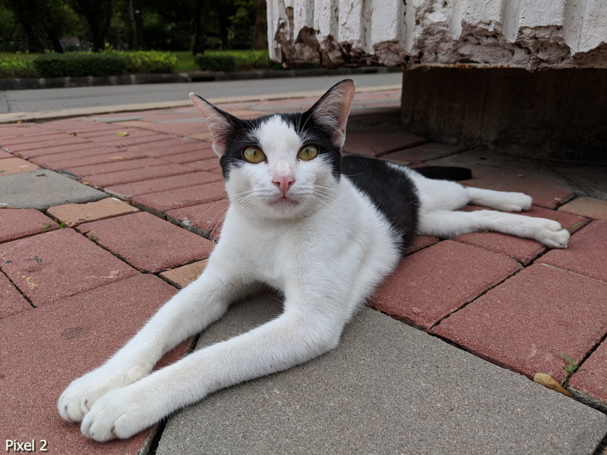 Photos Taken With Pixel 2 (9)