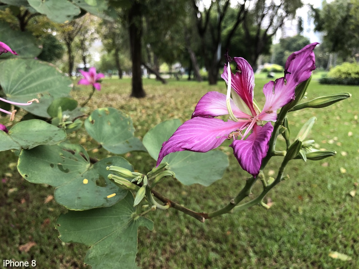 Photos Taken With Iphone 8 (17)