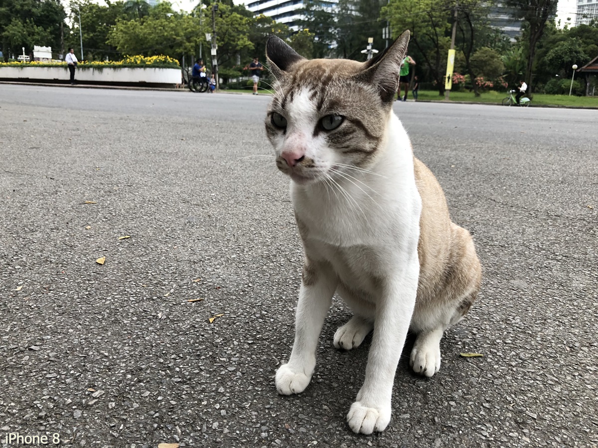 Photos Taken With Iphone 8 (18)