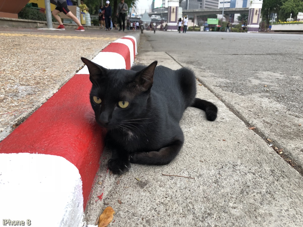 Photos Taken With Iphone 8 (19)