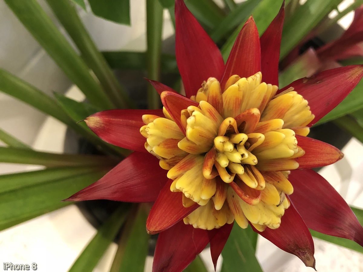 Photos Taken With Iphone 8 (3)