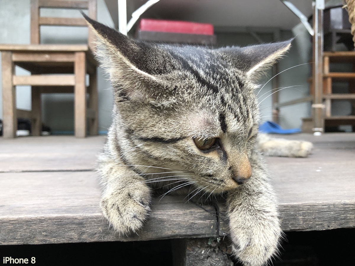 Photos Taken With Iphone 8 (31)