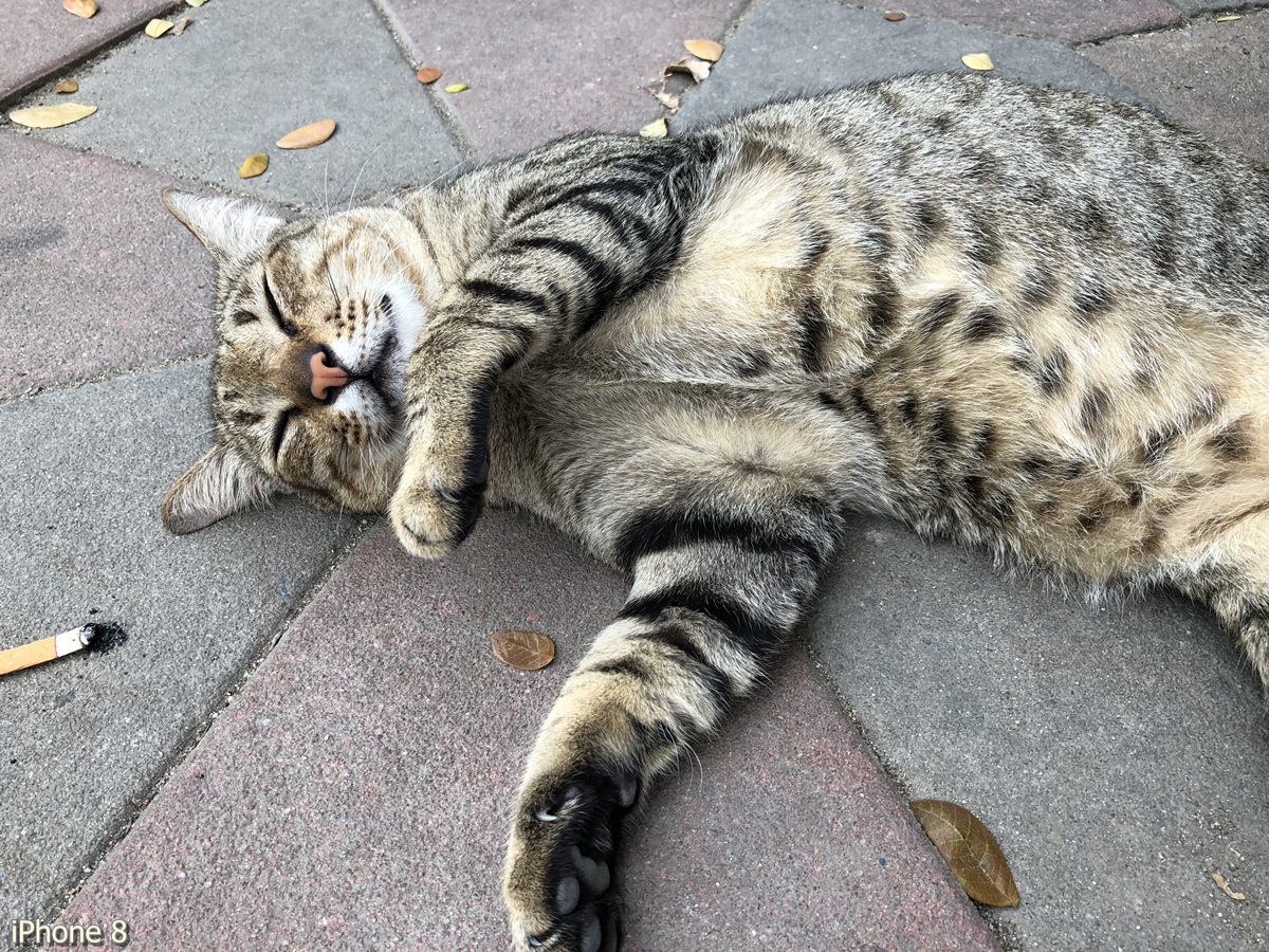 Photos Taken With Iphone 8 (6)