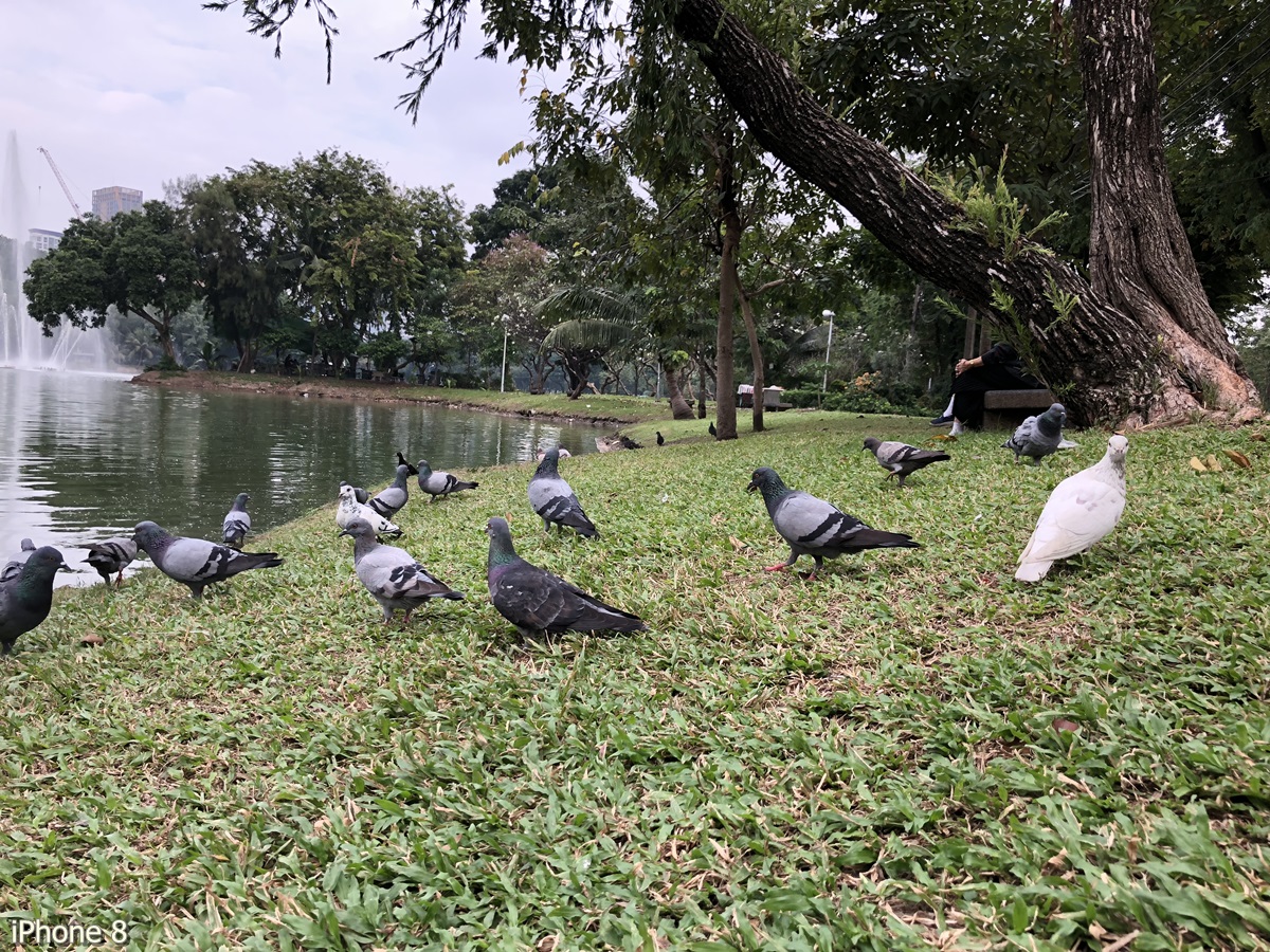 Photos Taken With Iphone 8 (8)