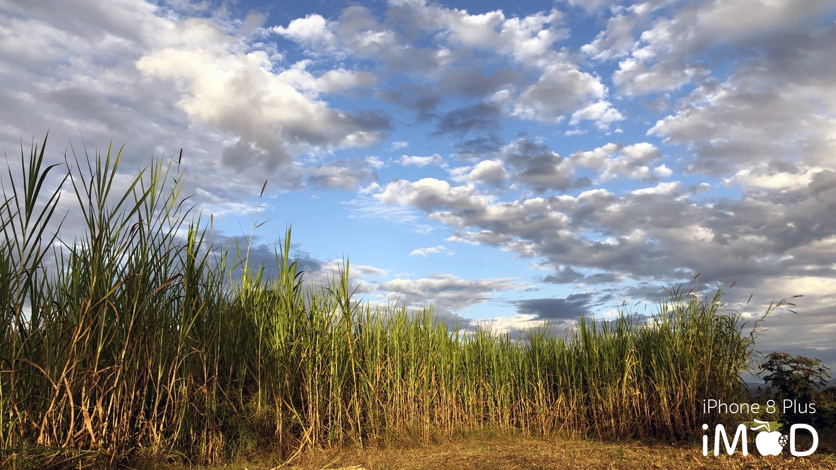 Iphone 8 Plus Wide Angle View 13