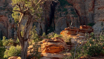 Apple Share Shot On Iphone Xs From Users