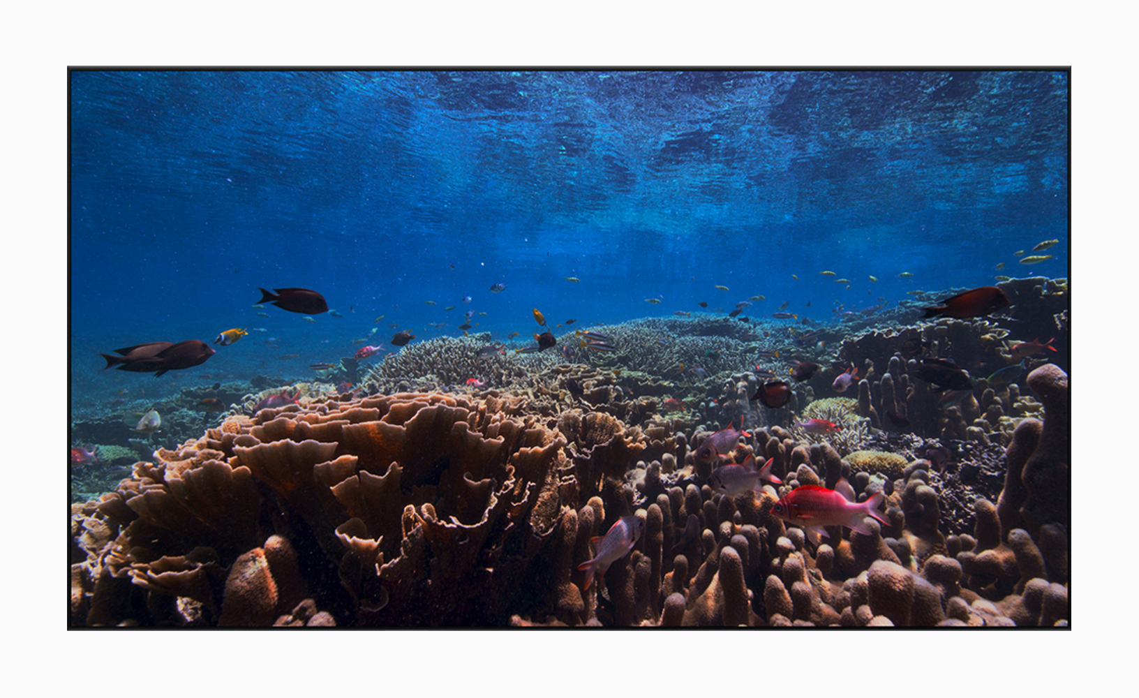 Apple Tvos Blue Planet 060319